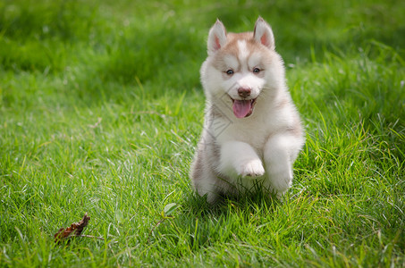 草地上可爱的哈士奇小狗图片