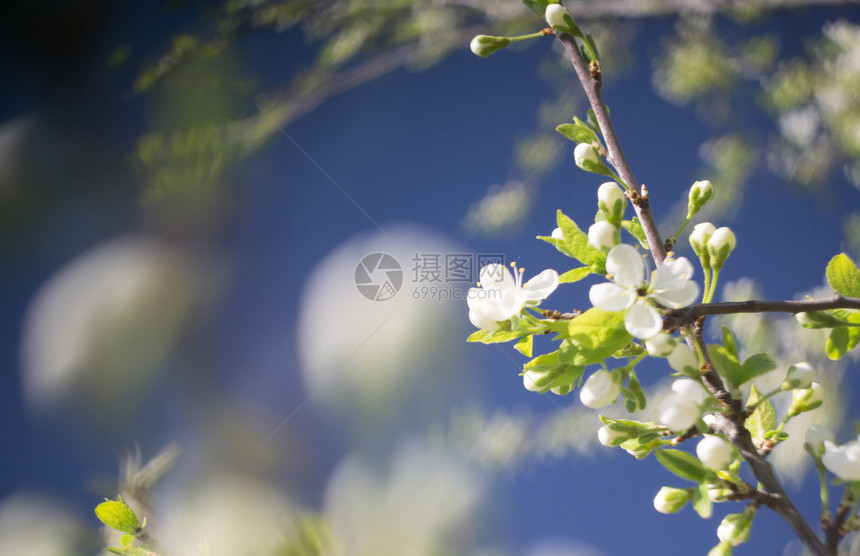 春天盛开的树枝上的花朵特殊的散景效果图片