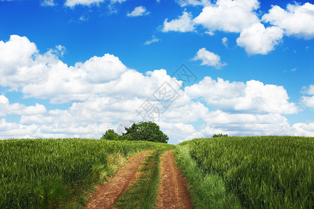 草地上的小路蓝天白云的麦田乡村场景图片