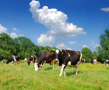 奶牛在牧场上图片