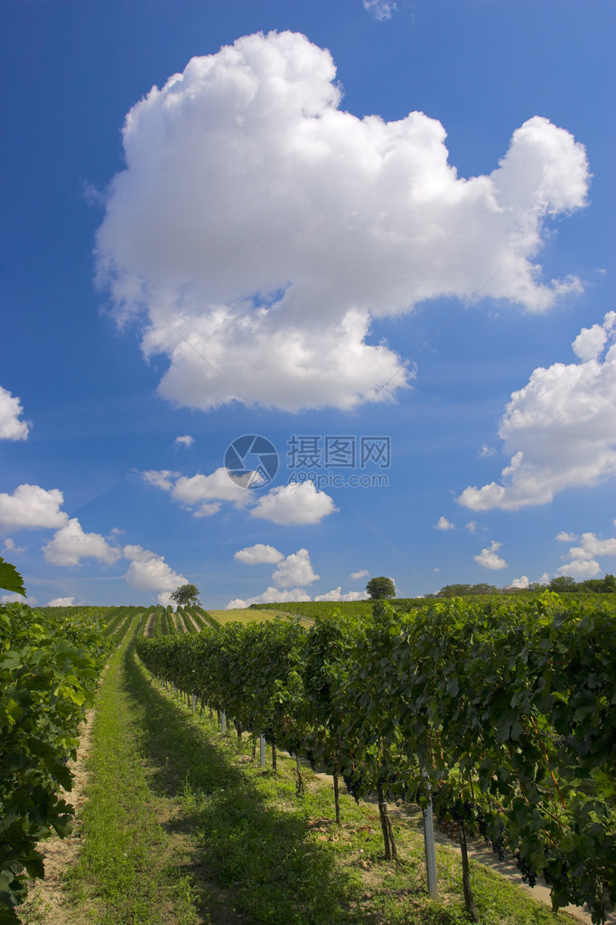 蓝天白云下葡萄园的照片图片