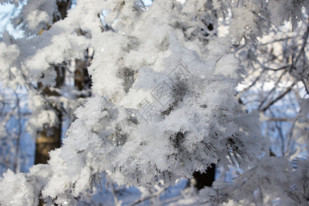 雪下的松枝图片