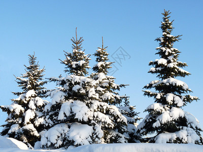 在雪下与蓝天对立的图片