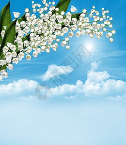 白花铃兰的枝条在蓝天白云的背景下图片