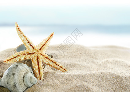 海星和贝壳在沙滩上图片