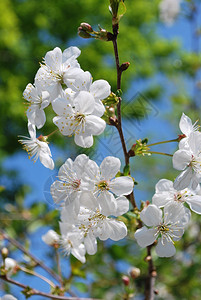 在自然背景中盛开的白樱桃花树枝图片