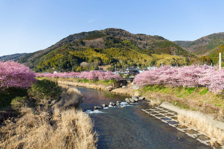 空津市的樱花树图片