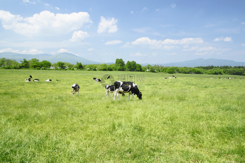 野外的牛和蓝天海门泰图片