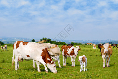 牧场上的奶牛和小牛图片