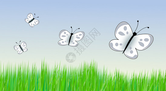 一些蝴蝶飞过绿草如茵的草地图片