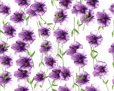 三色紫罗兰水彩图案白色图片