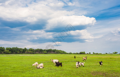 山羊和绵羊在泉源图片