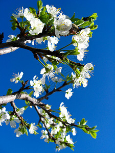 蓝天背景下盛开的梅花树图片
