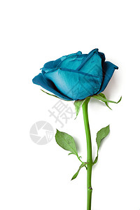 在白色的蓝色玫瑰孤立背景图片