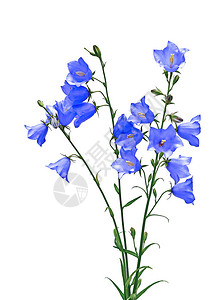 白色背景上孤立的几朵蓝色风铃草花图片