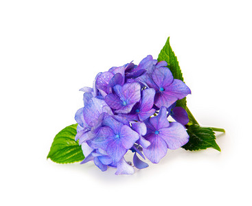 蓝色Hydranga蓝色Hydranga花朵被白图片