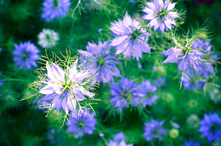 Nigellaativa自然的蓝色和白色花朵图片