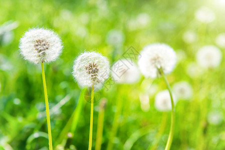 阳光明媚的绿草坪上的白花图片