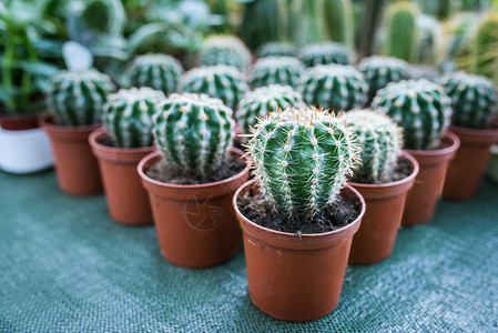 Cactus是Cactaceae植物家族的成员图片