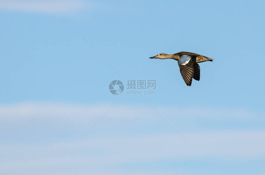 蓝翅青色翱翔于蓝天图片