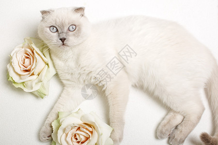 白猫和鲜花图片