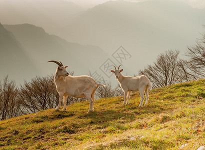 高山牧场的山羊图片