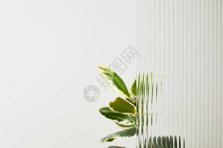 长着绿色淡树叶的植物白色背景在Re背景图片