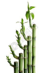 白色背景上的竹框图片