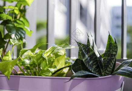露台公寓阳光小花园装饰紫花盆中金盆栽和蛇植物的家背景图片