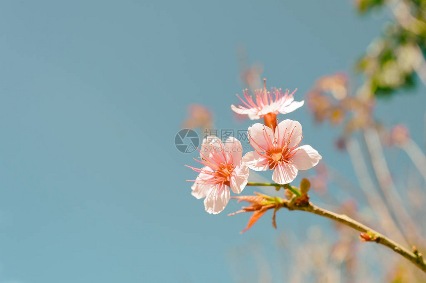 狂野喜马拉雅山樱桃图片