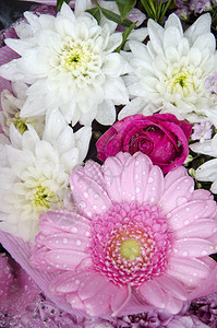 鲜花粉色非洲菊和白色菊花图片