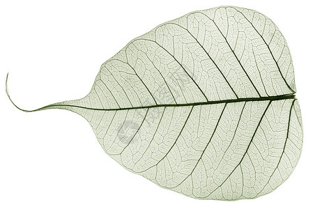 绿色透明干枯落叶背景图片