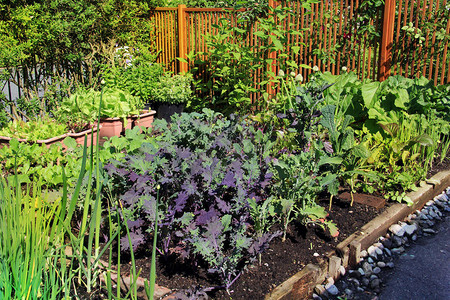 种植有机生菜绿洋葱豆子胡萝卜和甘蓝的图片