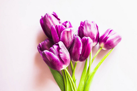 一束紫色背景的立拉克郁金香花图片