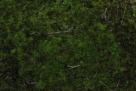 绿色苔藓背景的全帧图像背景图片