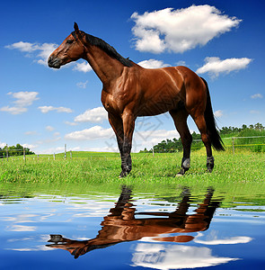 马在草地里图片