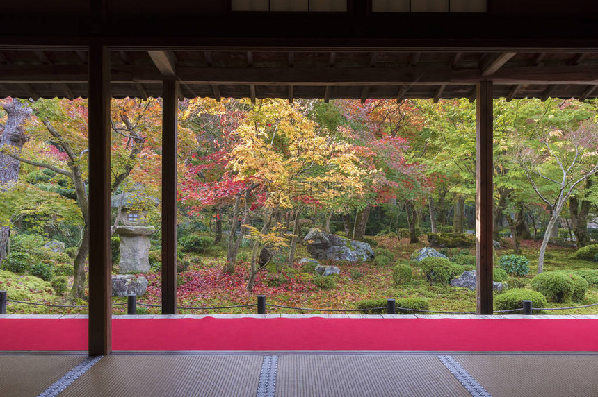 秋季在日本京都的林山Arash图片