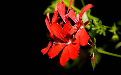 使用红花家居装饰植物的图片