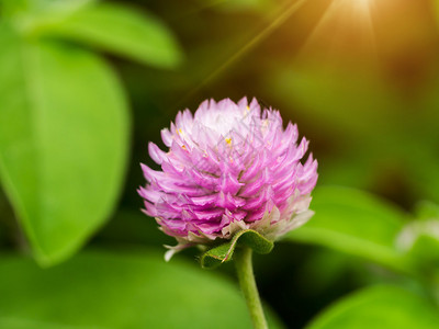 粉红色苋菜花的特写图片