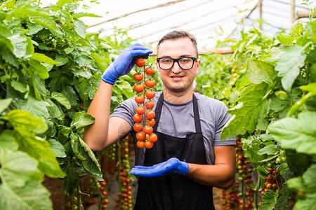 拥有番茄樱桃成熟的年轻男子农民手中展示了温室蔬菜的美图片