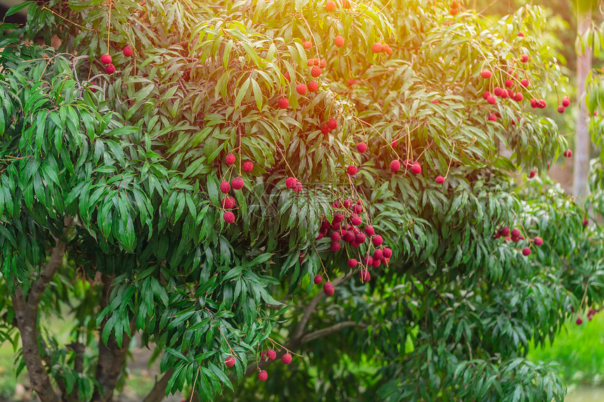 泰国荔枝树热带甜果图片