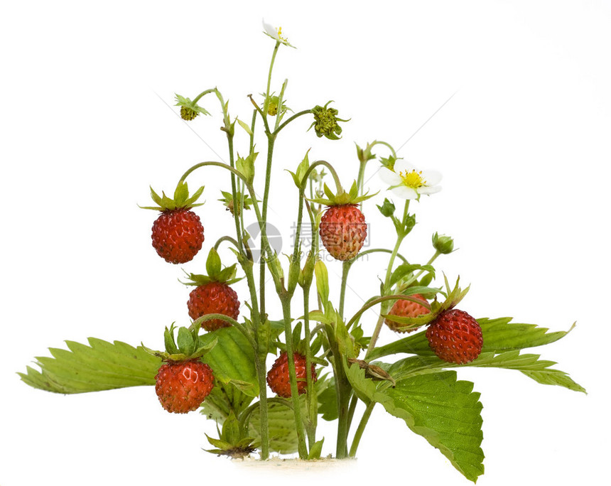 木野草莓浆果被白色隔离图片
