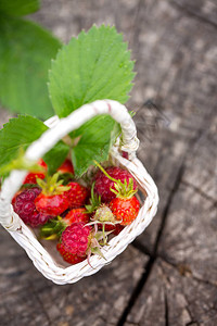 在一个木树桩的庭院小草莓背景图片