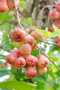 果园树上的玫瑰苹果或c图片