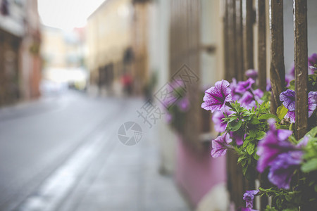 立陶宛老城维尔纽斯市的鲜花图片