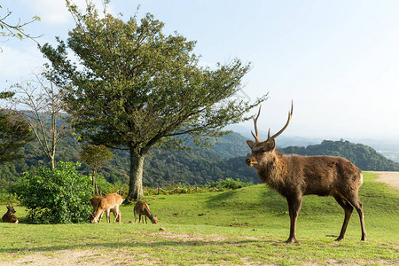 日本高地放牧的鹿图片