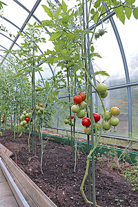 红番茄和绿番茄在透明聚碳酸酯的温室图片