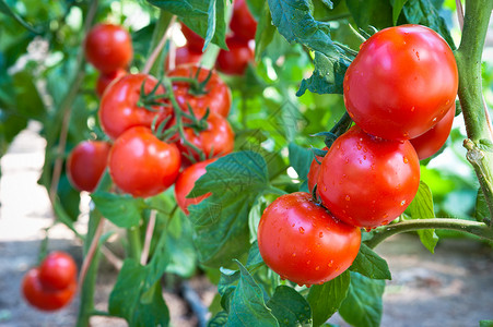 在温室里种植红番茄背景图片