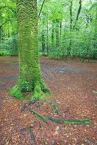 茂密的温带森林中长满苔藓的树干图片
