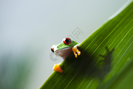 坐在绿叶上的小树蛙图片